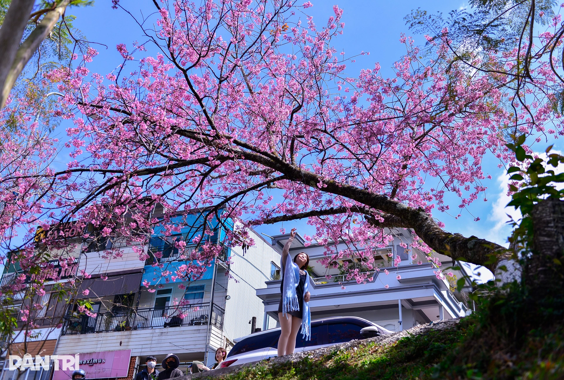 Đà Lạt rực hồng sắc mai anh đào đón Tết Bính Ngọ 2026 - 12