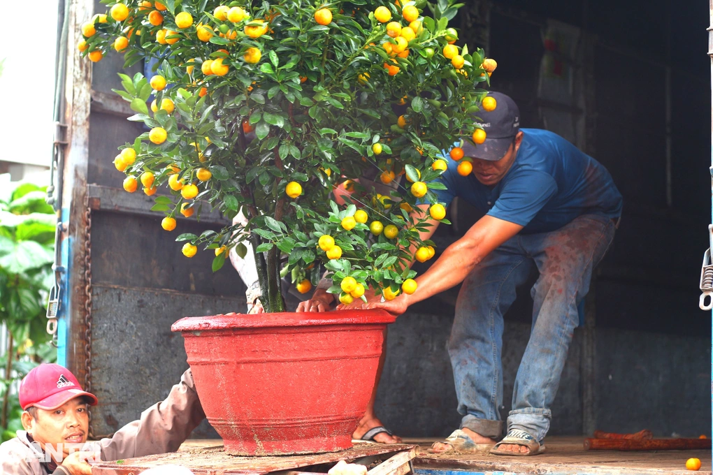 Chợ sỉ quất cảnh dài cả cây số, xe tải nối đuôi nhau chờ nhận hàng - 2 Chợ sỉ quất cảnh dài cả cây số, xe tải nối đuôi nhau chờ nhận hàng - 2