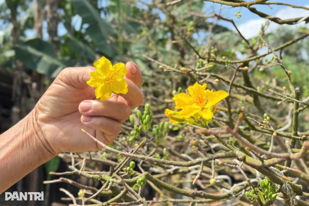 Cây mai 70 năm tuổi được giới chơi cây cảnh săn đón - 3