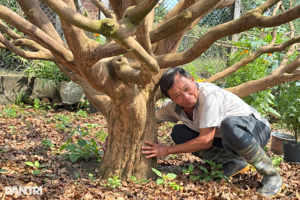 Cây mai 70 năm tuổi được giới chơi cây cảnh săn đón - 2