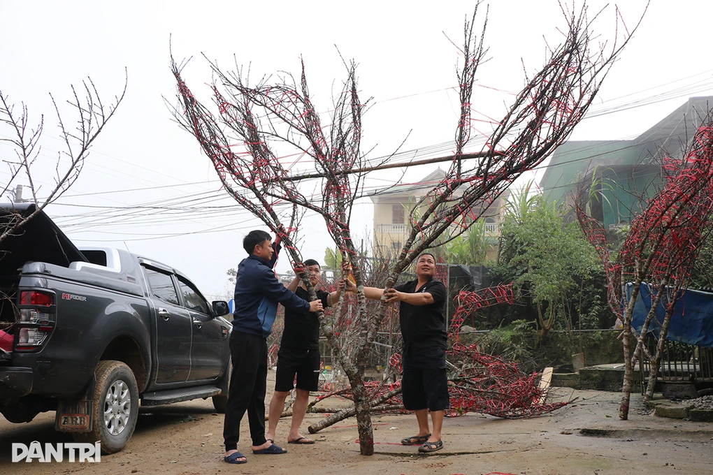 Đào mốc tăng giá gấp rưỡi, thương lái lên núi mang sắc Tết xuống phố - 3 Đào mốc tăng giá gấp rưỡi, thương lái lên núi mang sắc Tết xuống phố - 3