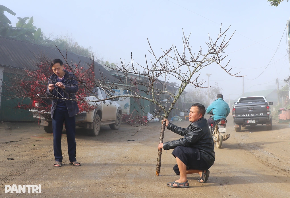 Đào mốc tăng giá gấp rưỡi, thương lái lên núi mang sắc Tết xuống phố - 2 Đào mốc tăng giá gấp rưỡi, thương lái lên núi mang sắc Tết xuống phố - 2