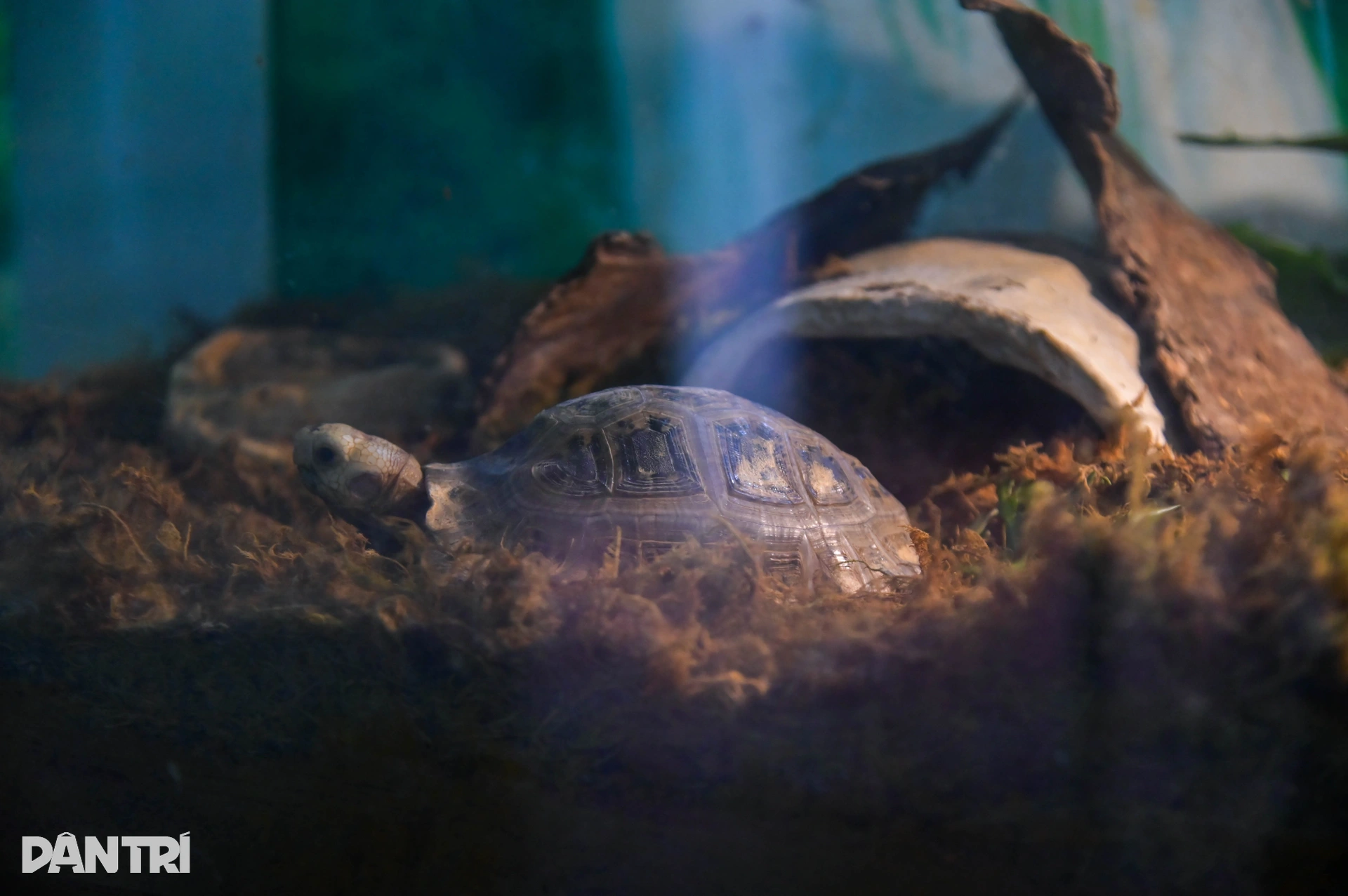 Hành trình đưa loài bị săn bắt nhiều nhất Việt Nam thoát bờ vực tuyệt chủng - 13 Hành trình đưa loài bị săn bắt nhiều nhất Việt Nam thoát bờ vực tuyệt chủng - 13