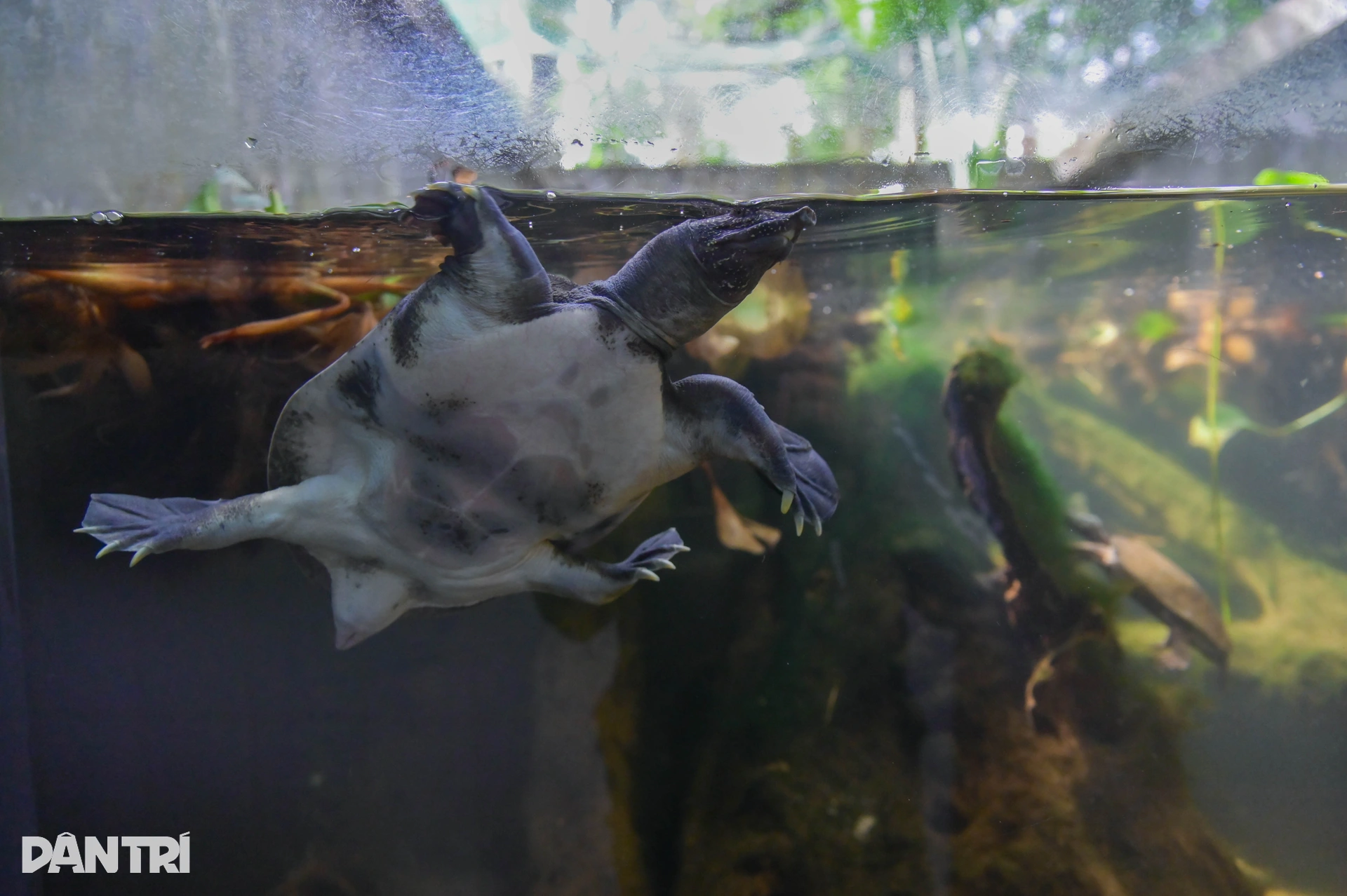 Hành trình đưa loài bị săn bắt nhiều nhất Việt Nam thoát bờ vực tuyệt chủng - 4 Hành trình đưa loài bị săn bắt nhiều nhất Việt Nam thoát bờ vực tuyệt chủng - 4