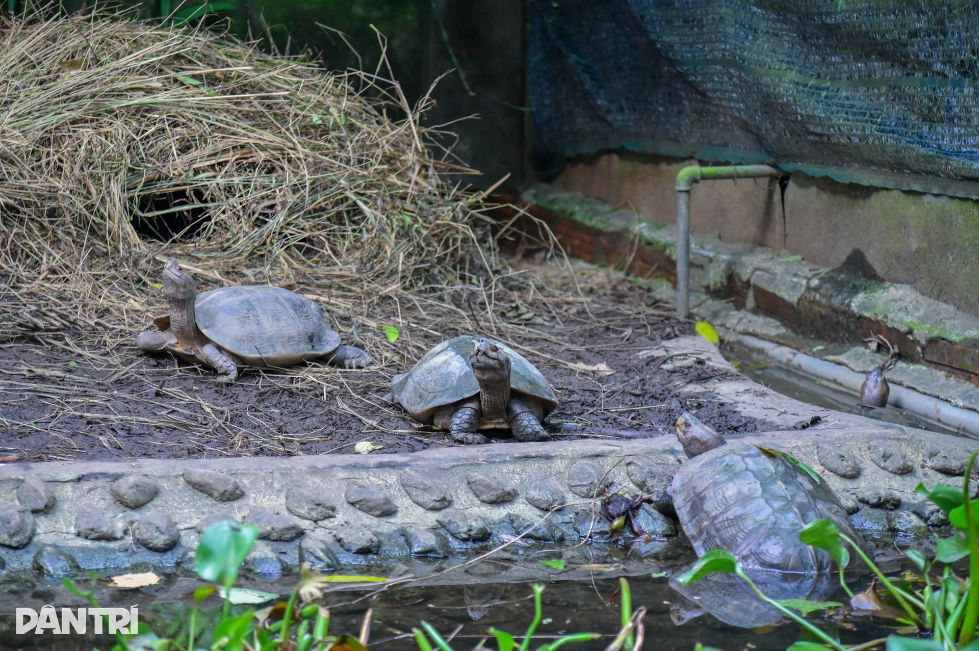 Hành trình đưa loài bị săn bắt nhiều nhất Việt Nam thoát bờ vực tuyệt chủng - 5 Hành trình đưa loài bị săn bắt nhiều nhất Việt Nam thoát bờ vực tuyệt chủng - 5