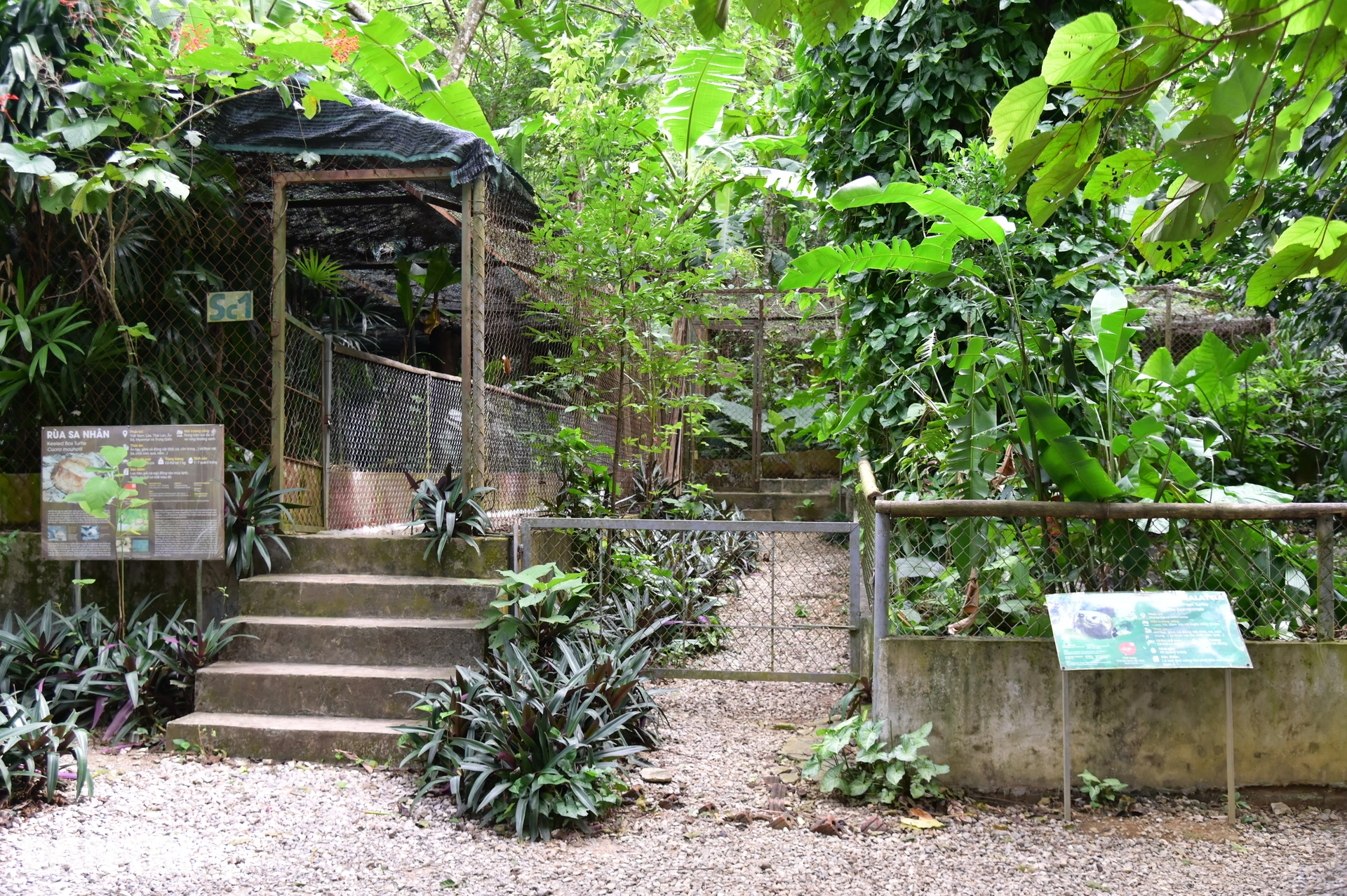 Hành trình đưa loài bị săn bắt nhiều nhất Việt Nam thoát bờ vực tuyệt chủng - 2 Hành trình đưa loài bị săn bắt nhiều nhất Việt Nam thoát bờ vực tuyệt chủng - 2