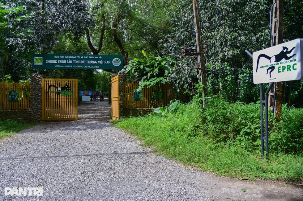 Từ “điểm dừng chân” đến bài kiểm tra sinh tồn của linh trưởng ở Cúc Phương - 2