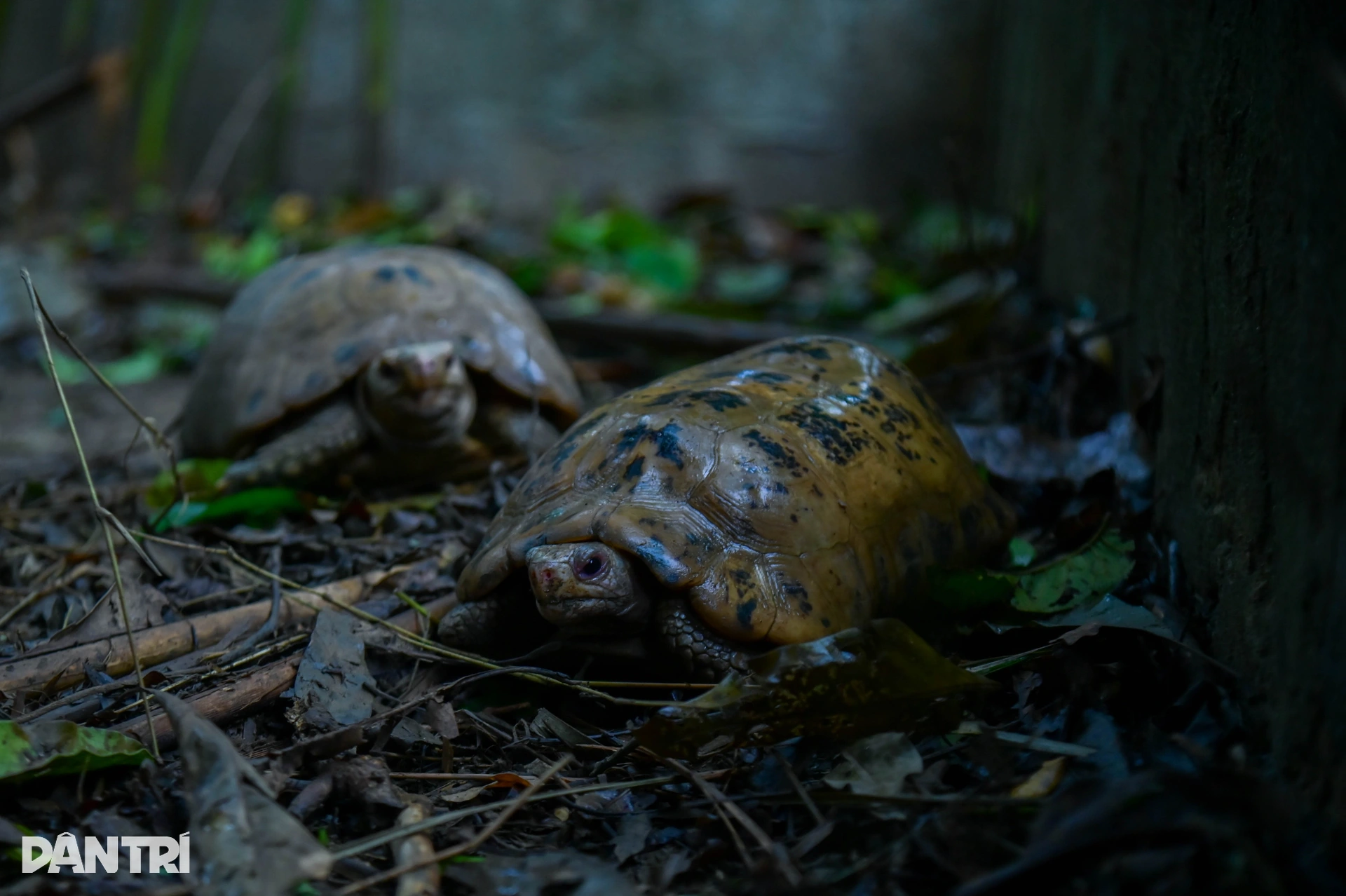 Hành trình đưa loài bị săn bắt nhiều nhất Việt Nam thoát bờ vực tuyệt chủng - 3 Hành trình đưa loài bị săn bắt nhiều nhất Việt Nam thoát bờ vực tuyệt chủng - 3
