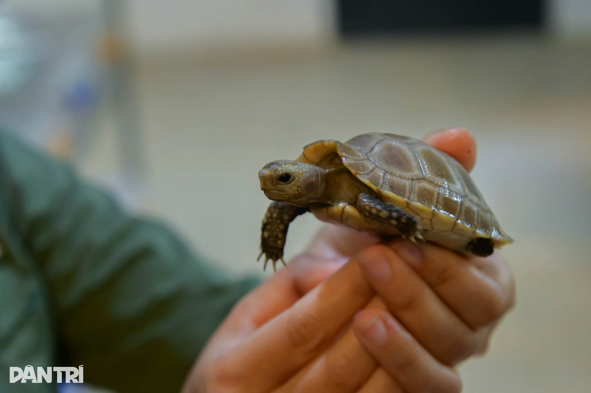 Hành trình đưa loài bị săn bắt nhiều nhất Việt Nam thoát bờ vực tuyệt chủng - 14 Hành trình đưa loài bị săn bắt nhiều nhất Việt Nam thoát bờ vực tuyệt chủng - 14