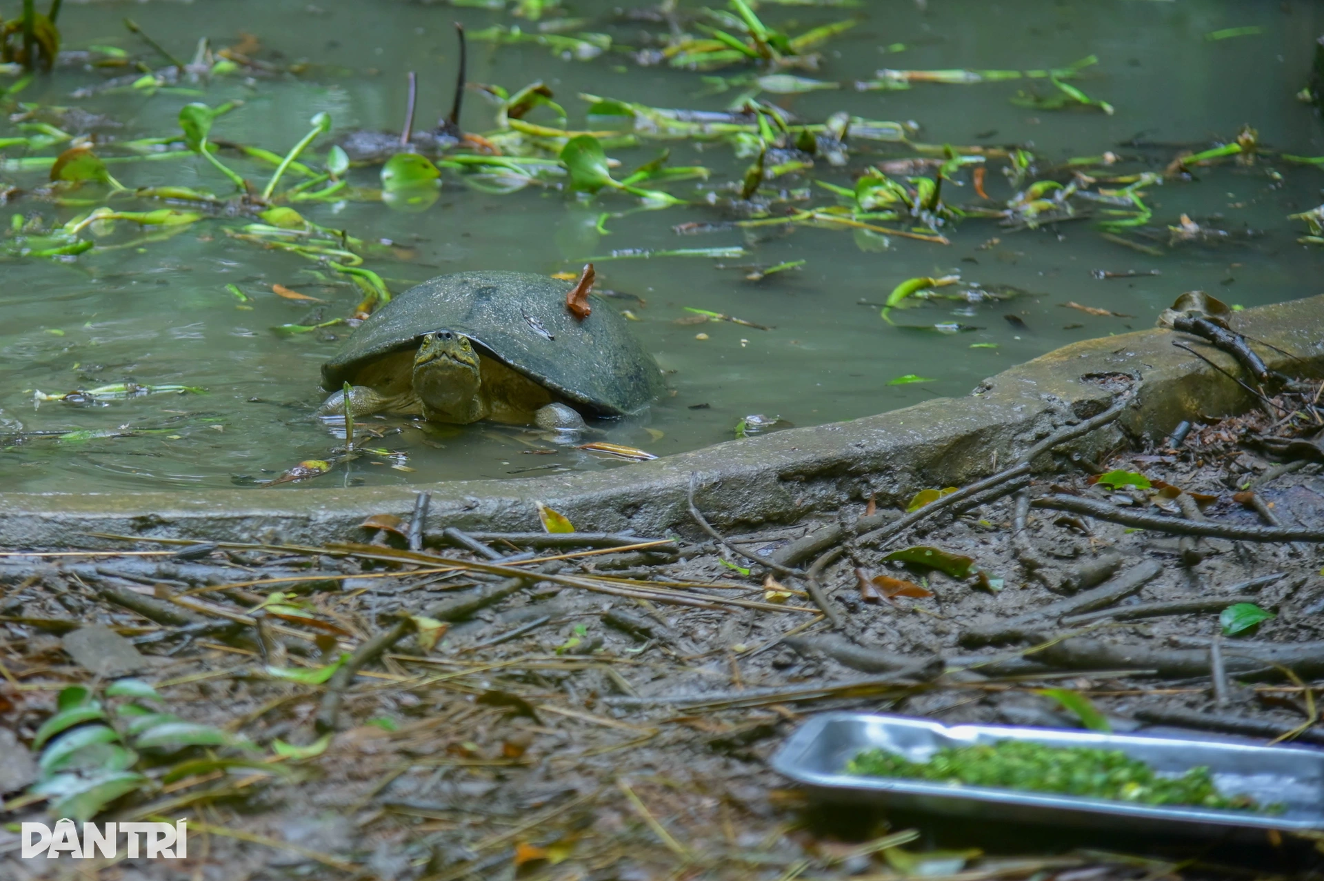 Hành trình đưa loài bị săn bắt nhiều nhất Việt Nam thoát bờ vực tuyệt chủng - 9 Hành trình đưa loài bị săn bắt nhiều nhất Việt Nam thoát bờ vực tuyệt chủng - 9