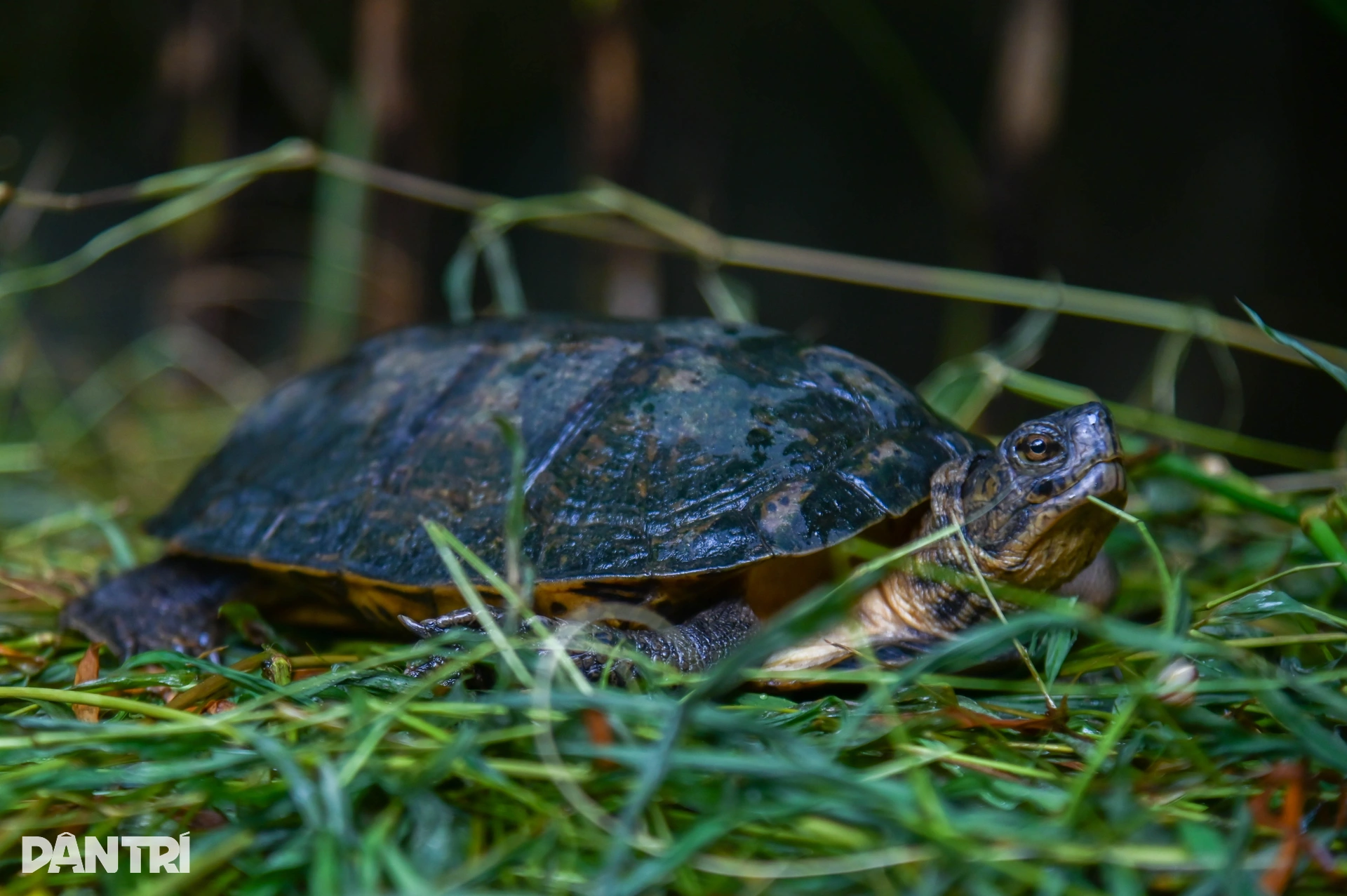 Hành trình đưa loài bị săn bắt nhiều nhất Việt Nam thoát bờ vực tuyệt chủng - 6 Hành trình đưa loài bị săn bắt nhiều nhất Việt Nam thoát bờ vực tuyệt chủng - 6