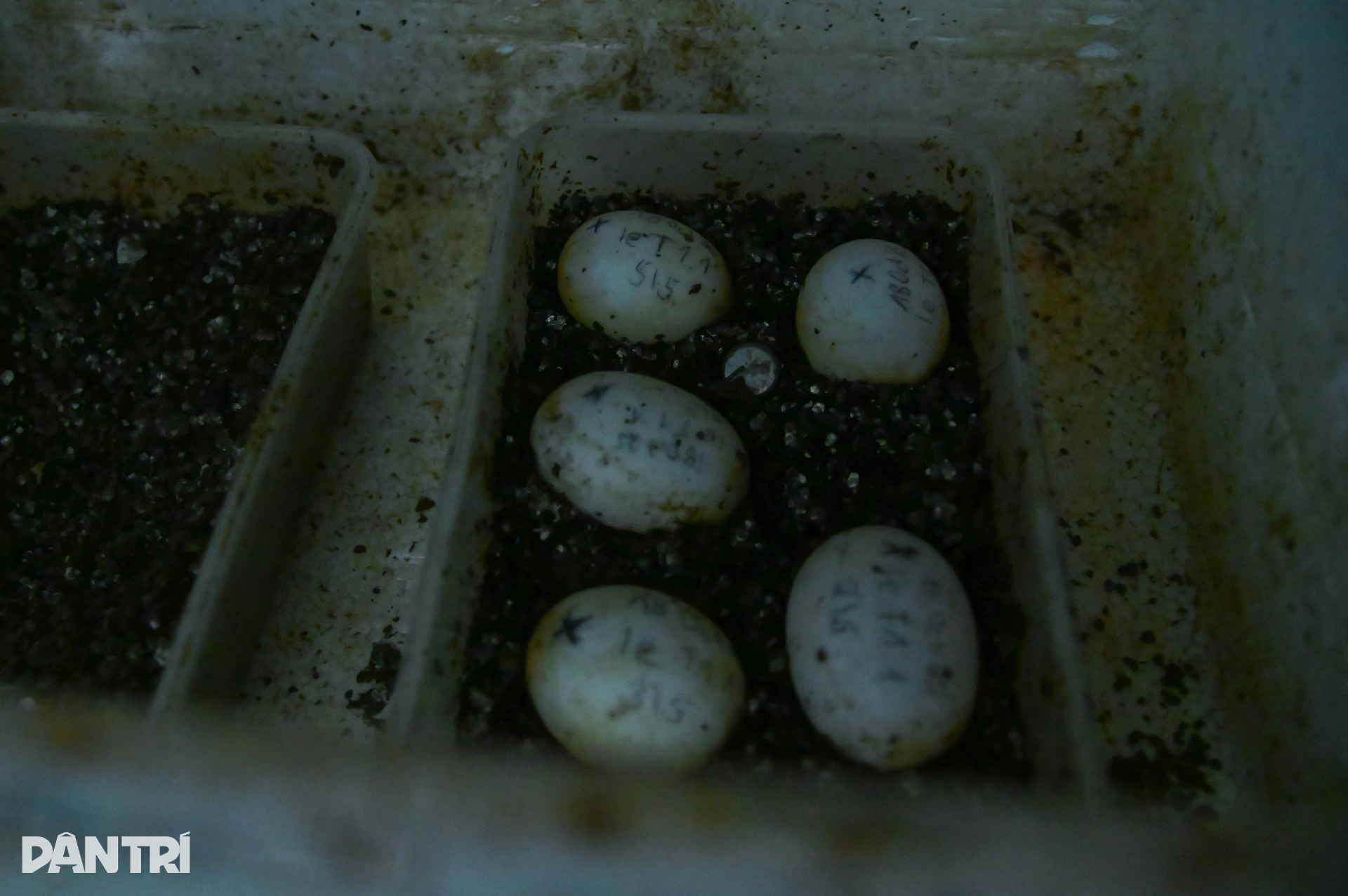 Hành trình đưa loài bị săn bắt nhiều nhất Việt Nam thoát bờ vực tuyệt chủng - 12 Hành trình đưa loài bị săn bắt nhiều nhất Việt Nam thoát bờ vực tuyệt chủng - 12