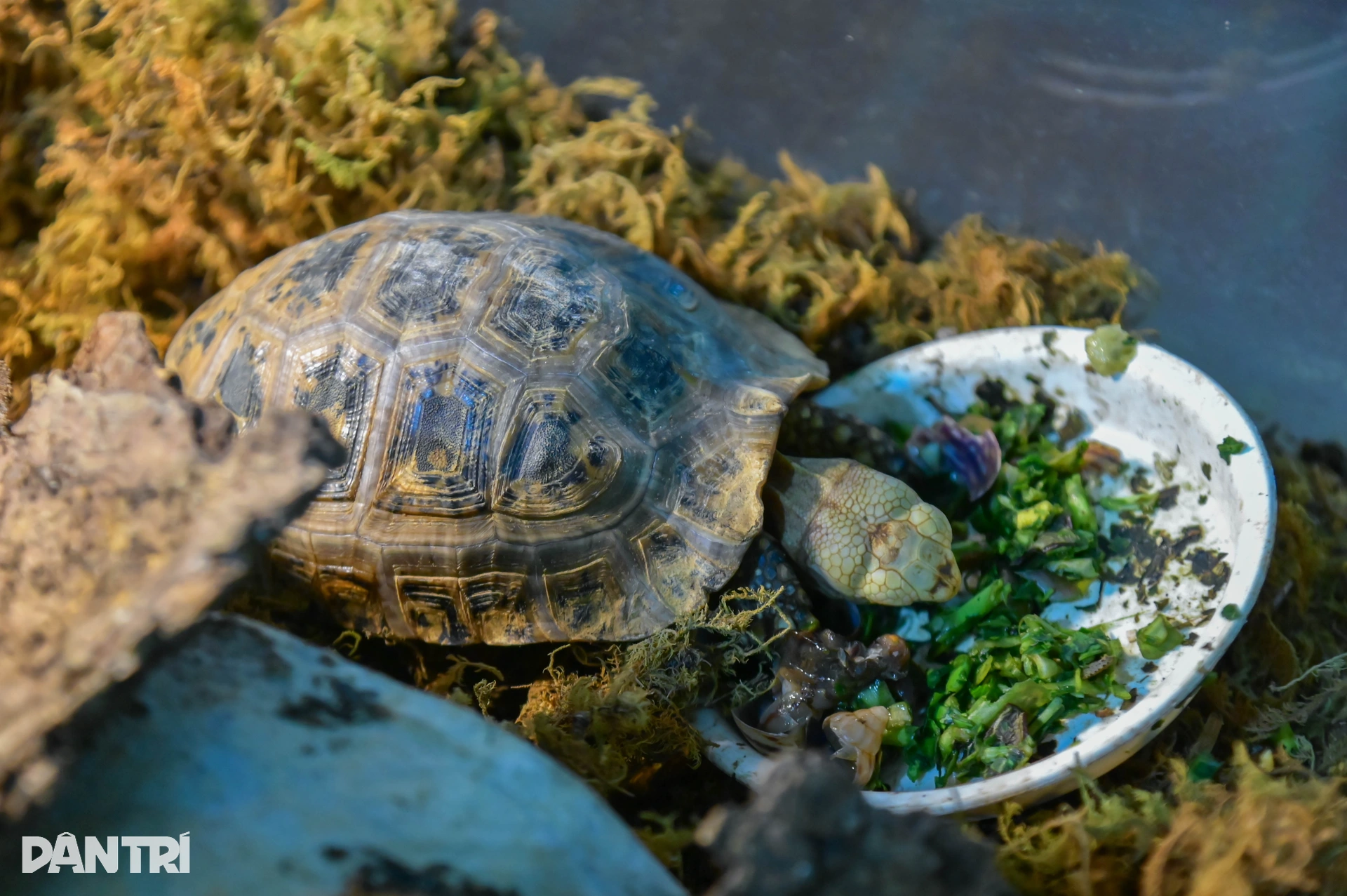 Hành trình đưa loài bị săn bắt nhiều nhất Việt Nam thoát bờ vực tuyệt chủng - 11 Hành trình đưa loài bị săn bắt nhiều nhất Việt Nam thoát bờ vực tuyệt chủng - 11