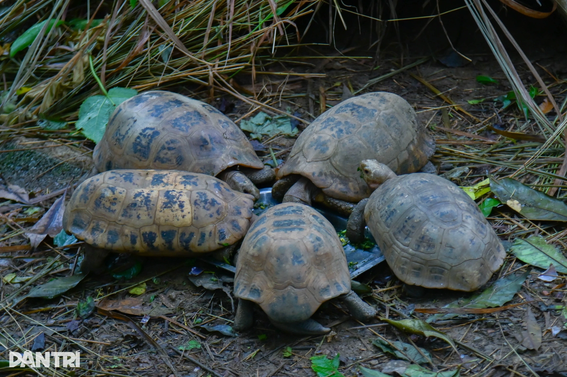 Hành trình đưa loài bị săn bắt nhiều nhất Việt Nam thoát bờ vực tuyệt chủng - 10 Hành trình đưa loài bị săn bắt nhiều nhất Việt Nam thoát bờ vực tuyệt chủng - 10