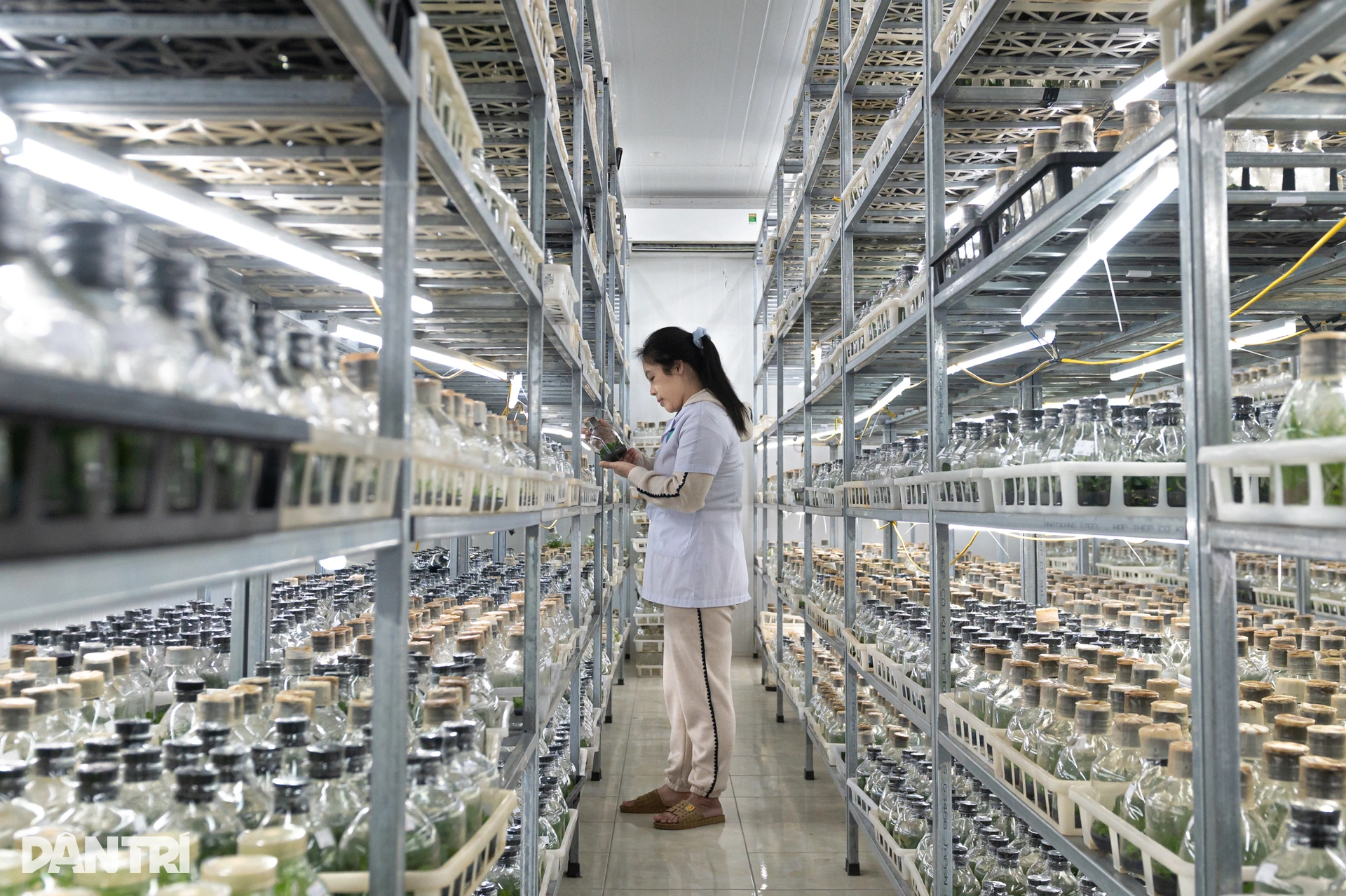Bật điều hòa, che mưa, ép cây quý tộc nở hoa dài cả mét đúng dịp Tết - 3 Bật điều hòa, che mưa, ép cây quý tộc nở hoa dài cả mét đúng dịp Tết - 3