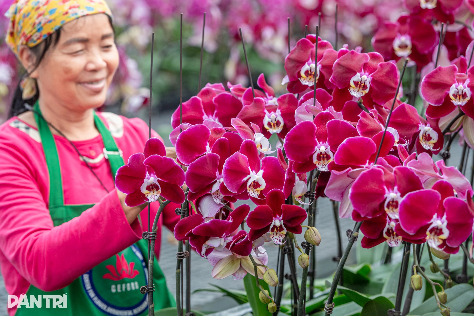 Bật điều hòa, che mưa, ép cây quý tộc nở hoa dài cả mét đúng dịp Tết - 22 Bật điều hòa, che mưa, ép cây quý tộc nở hoa dài cả mét đúng dịp Tết - 22