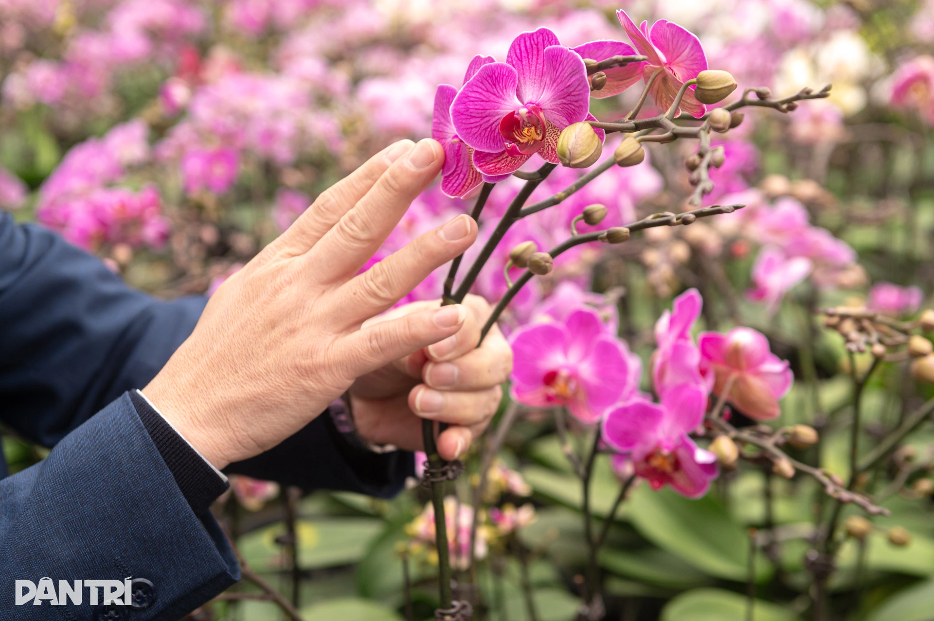 Bật điều hòa, che mưa, ép cây quý tộc nở hoa dài cả mét đúng dịp Tết - 18 Bật điều hòa, che mưa, ép cây quý tộc nở hoa dài cả mét đúng dịp Tết - 18