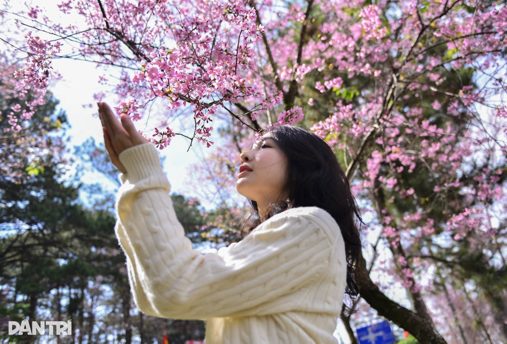 Đà Lạt khép lại lễ hội hoa mai anh đào Xuân 2026 - 2 Đà Lạt khép lại lễ hội hoa mai anh đào Xuân 2026 - 2