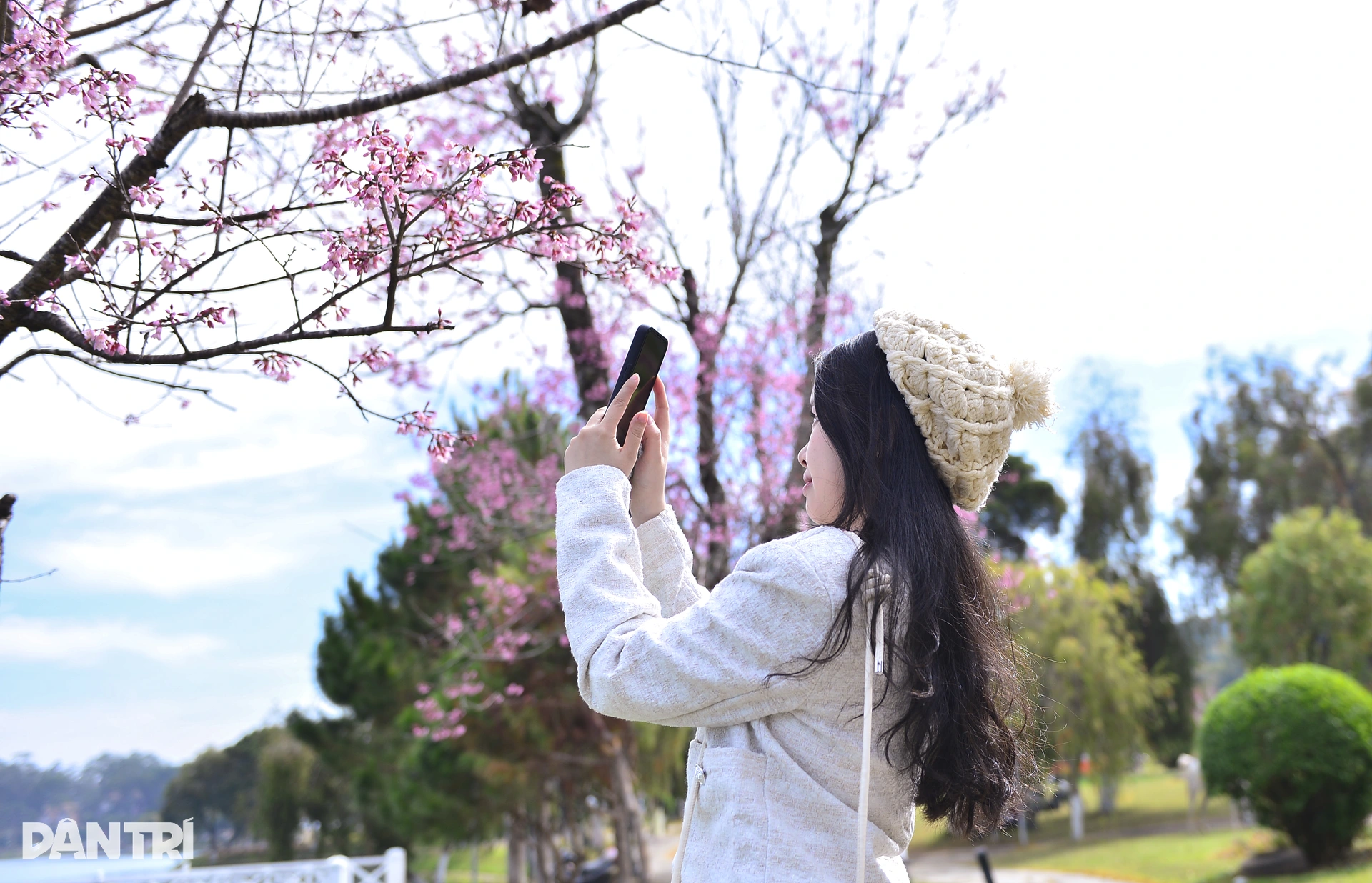 Đà Lạt rực hồng sắc mai anh đào đón Tết Bính Ngọ 2026 - 10