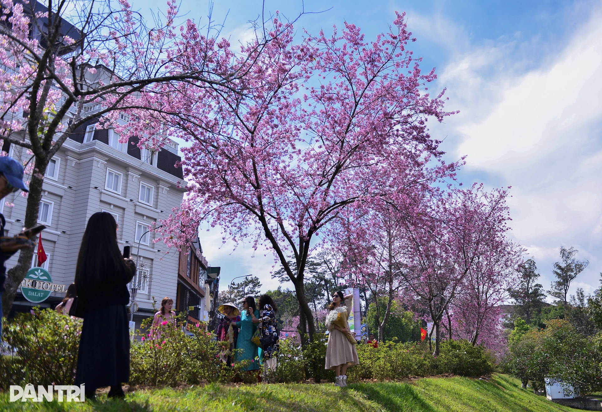 Đà Lạt rực hồng sắc mai anh đào đón Tết Bính Ngọ 2026 - 2