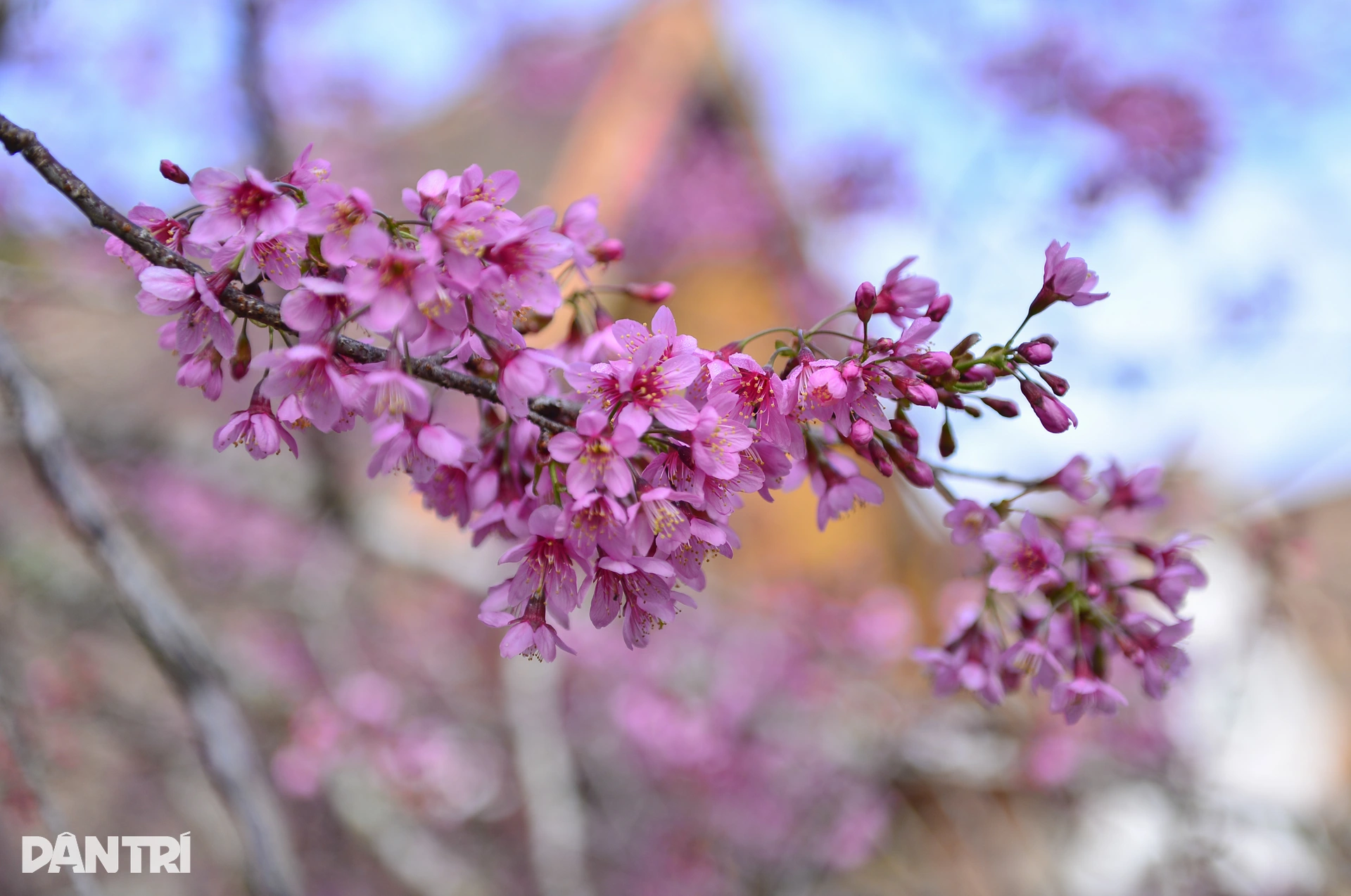 Đà Lạt rực hồng sắc mai anh đào đón Tết Bính Ngọ 2026 - 3