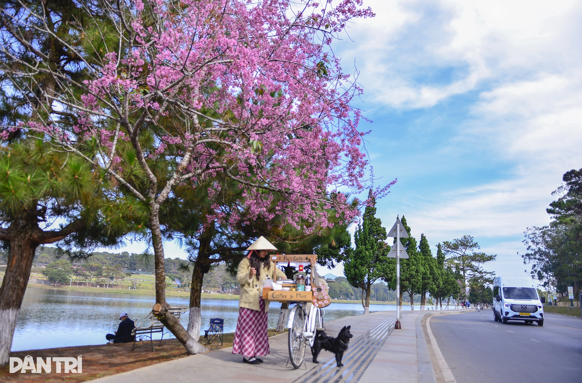 Đà Lạt rực hồng sắc mai anh đào đón Tết Bính Ngọ 2026 - 4