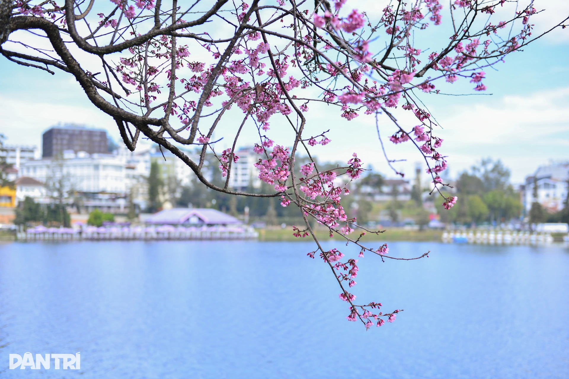 Đà Lạt rực hồng sắc mai anh đào đón Tết Bính Ngọ 2026 - 5