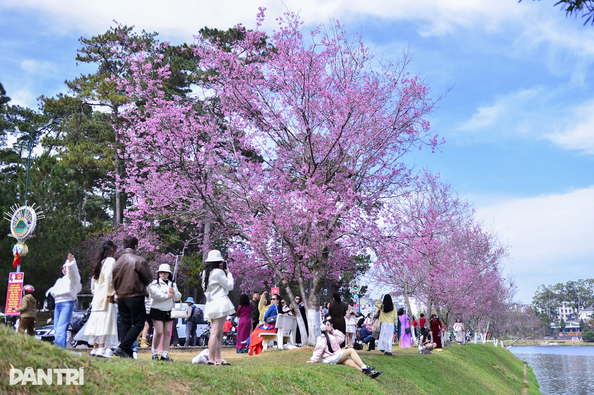 Đà Lạt rực hồng sắc mai anh đào đón Tết Bính Ngọ 2026 - 6