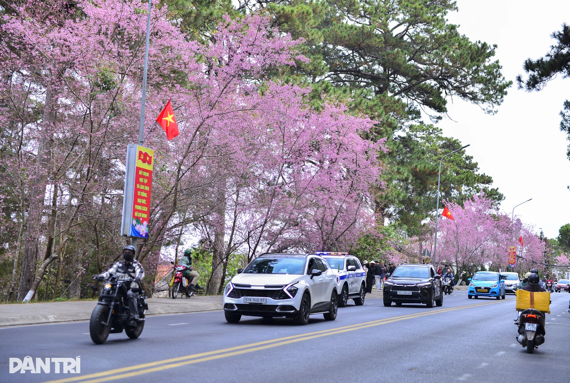 Đà Lạt rực hồng sắc mai anh đào đón Tết Bính Ngọ 2026 - 7
