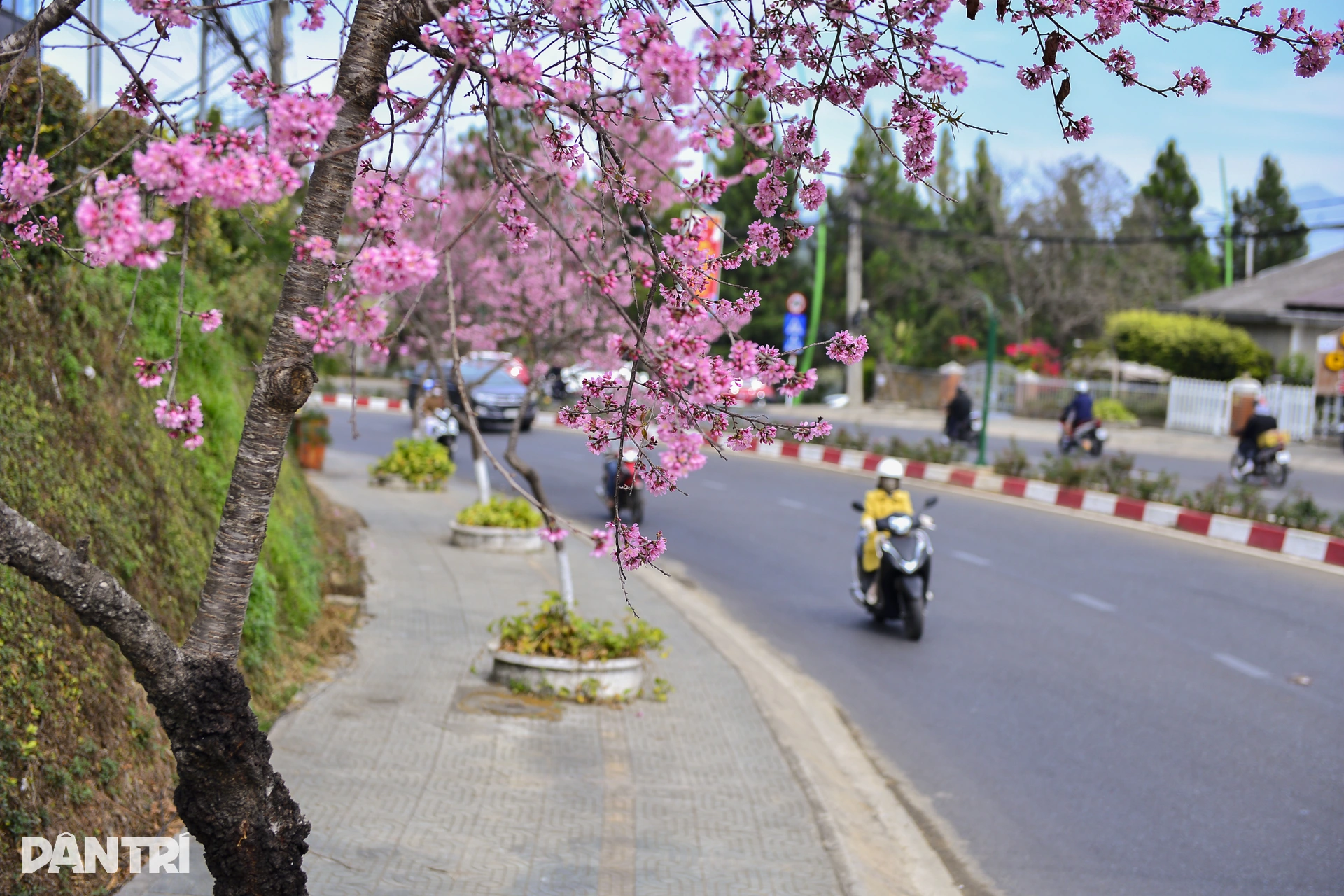 Đà Lạt rực hồng sắc mai anh đào đón Tết Bính Ngọ 2026 - 8