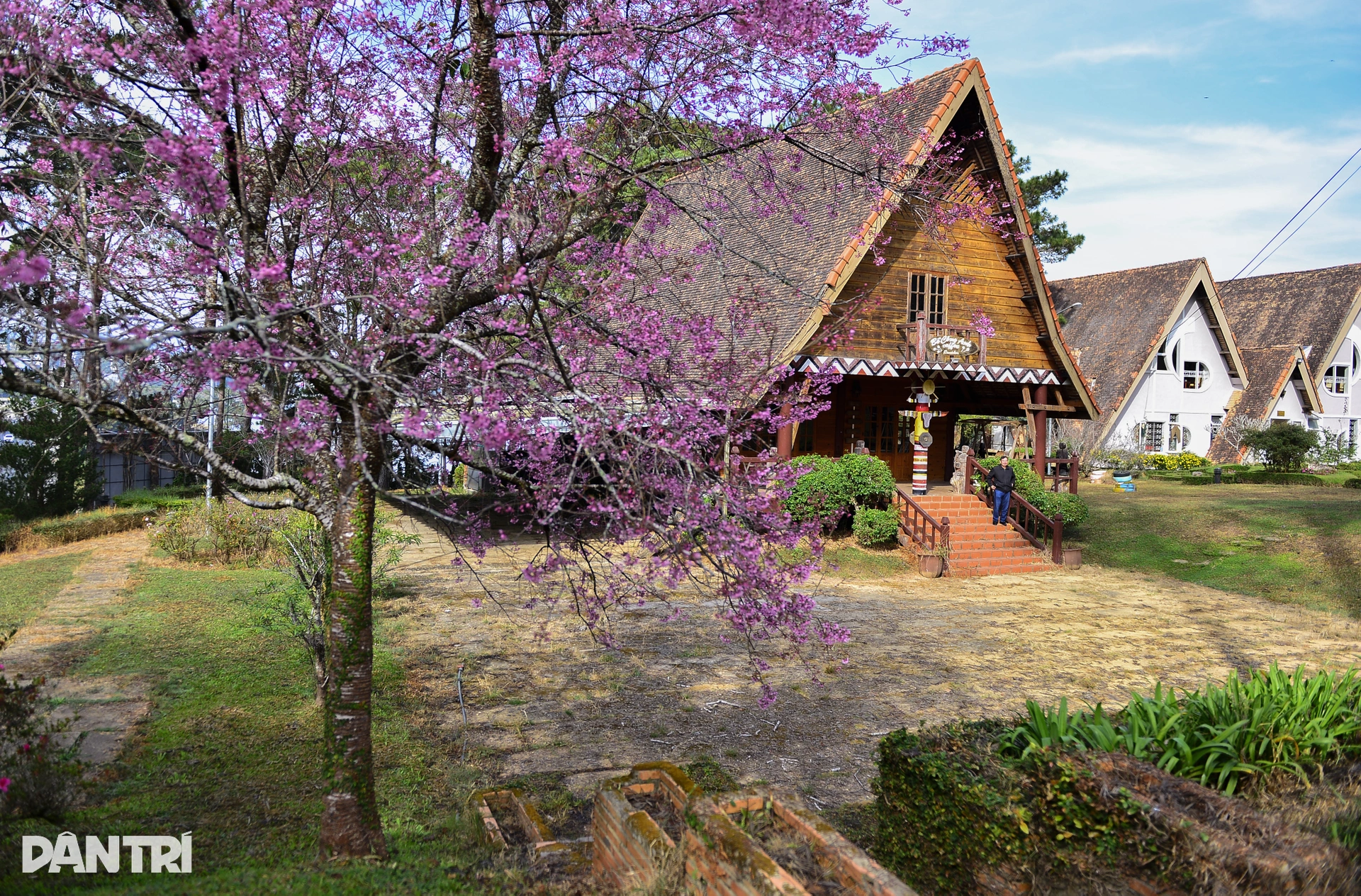 Đà Lạt rực hồng sắc mai anh đào đón Tết Bính Ngọ 2026 - 9