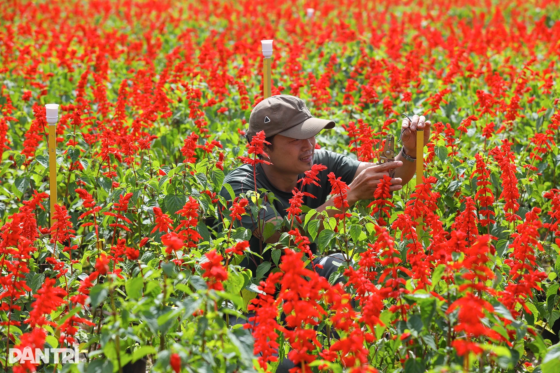 Đóa sen khổng lồ từ 5 vạn chậu hoa ở Kinh thành Huế - 9