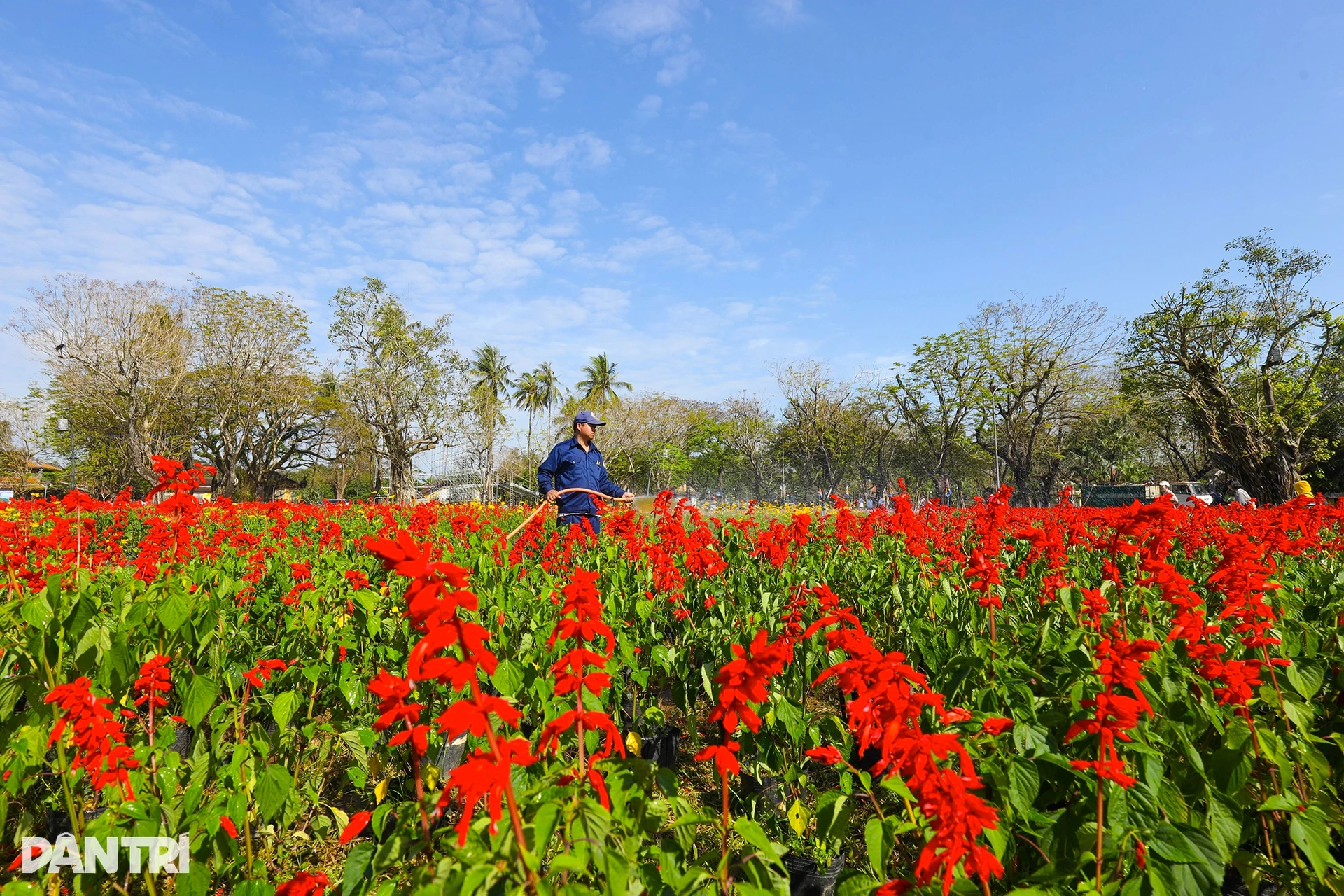 Đóa sen khổng lồ từ 5 vạn chậu hoa ở Kinh thành Huế - 8