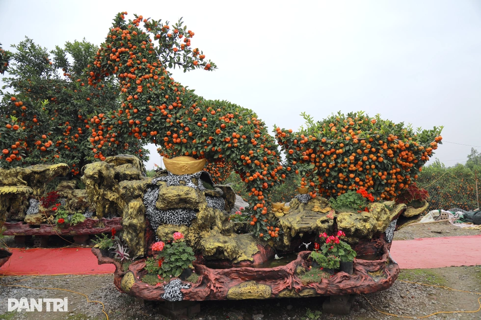 Đàn ngựa làm từ giống quýt cổ, chủ vườn mất 5 năm hoàn thành ở Hưng Yên - 3