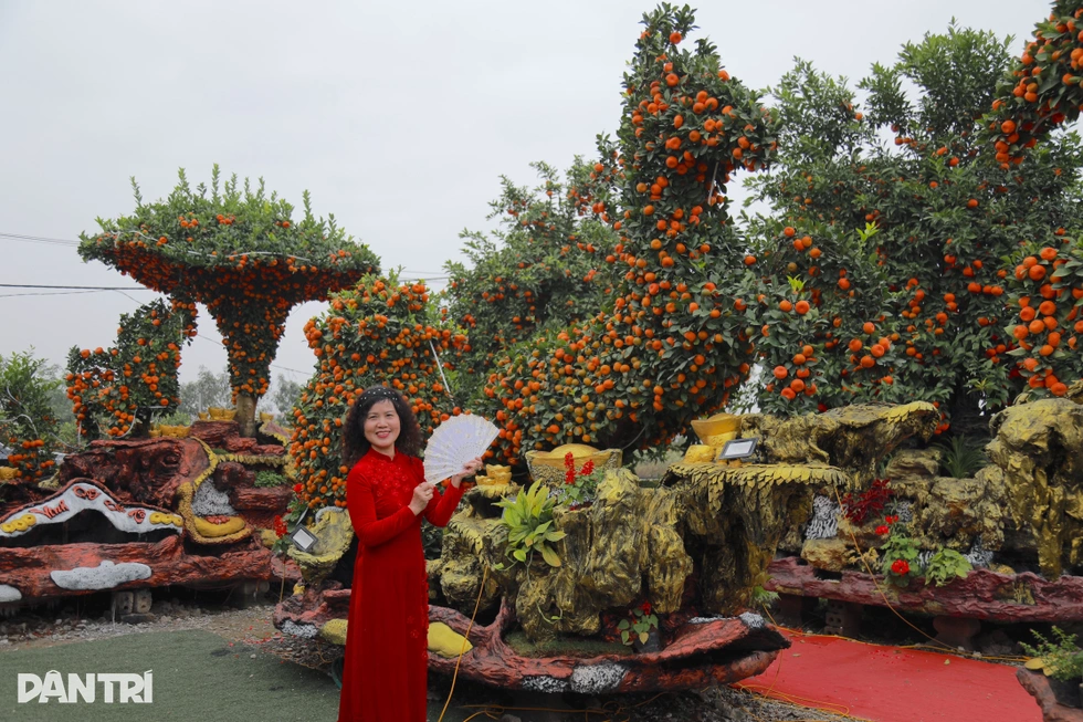 Đàn ngựa làm từ giống quýt cổ, chủ vườn mất 5 năm hoàn thành ở Hưng Yên - 4