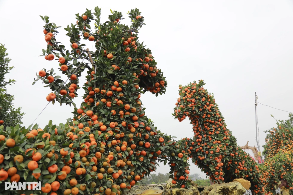 Đàn ngựa làm từ giống quýt cổ, chủ vườn mất 5 năm hoàn thành ở Hưng Yên - 7