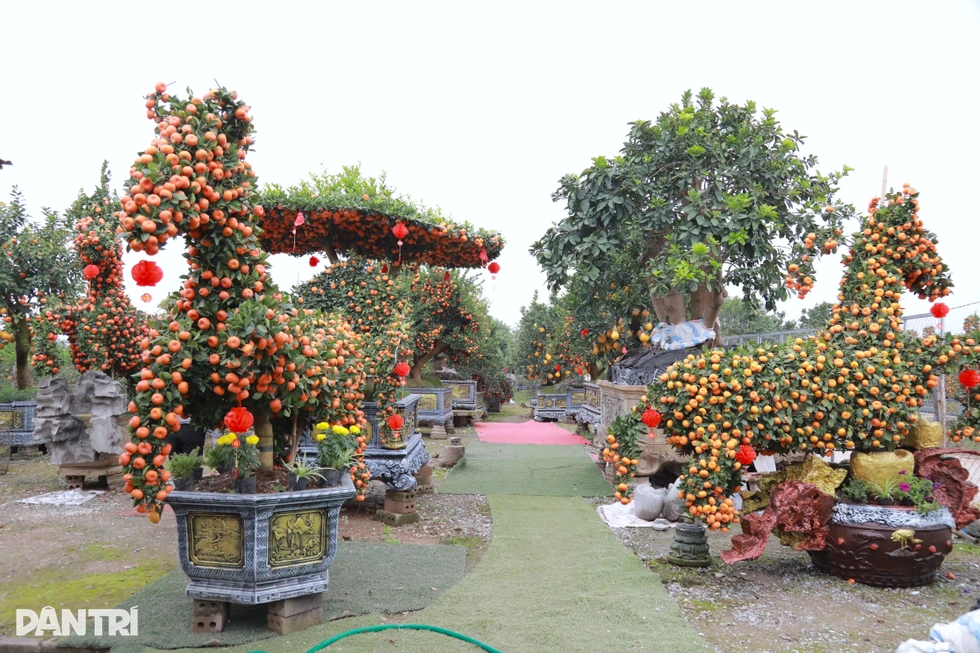 Đàn ngựa làm từ giống quýt cổ, chủ vườn mất 5 năm hoàn thành ở Hưng Yên - 6