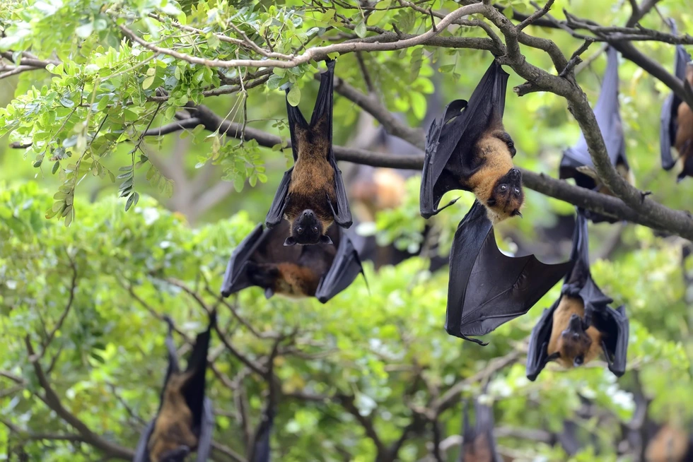 Những điều cần biết về loại virus Nipah nguy hiểm chết người - 4 Những điều cần biết về loại virus Nipah nguy hiểm chết người - 4