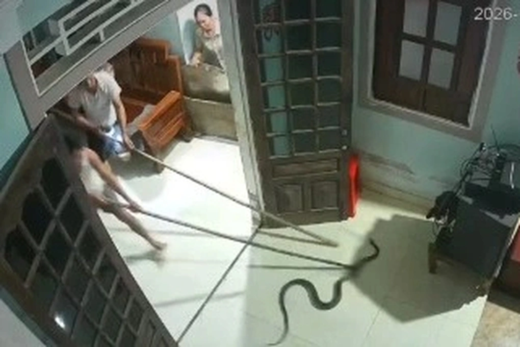 Cả gia đình bỏ chạy khỏi mâm cơm vì rắn dài hơn 1m bò vào nhà - 2 Cả gia đình bỏ chạy khỏi mâm cơm vì rắn dài hơn 1m bò vào nhà - 2