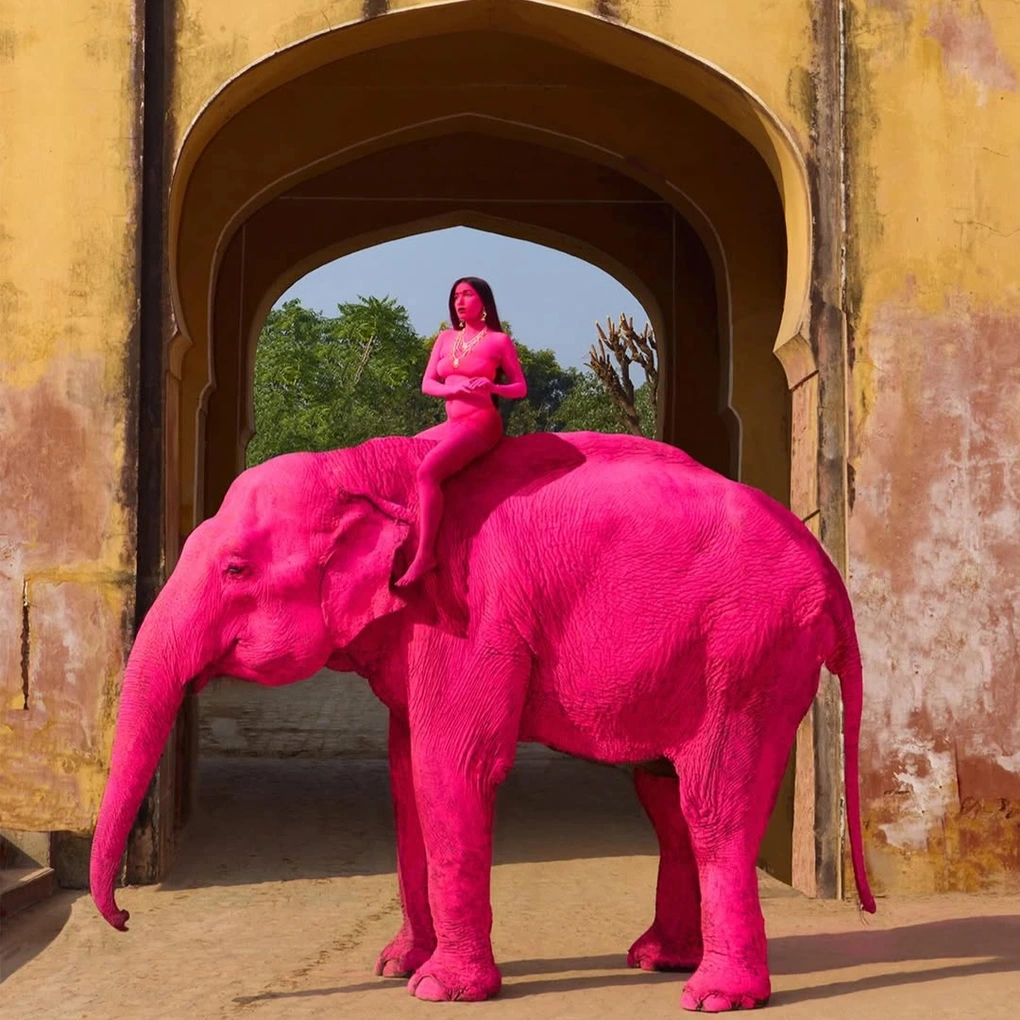 Con voi 65 tuổi bị sơn màu hồng rực để chụp ảnh, hiện đã qua đời - 2