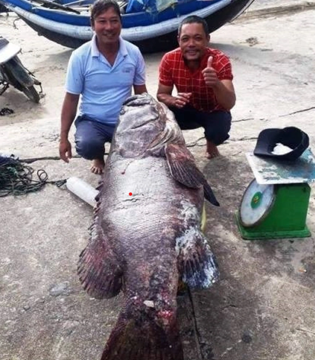 Bắt được cá nặng 35kg ở Quảng Ninh, khách chi 30 triệu mua tại chỗ - 2 Bắt được cá nặng 35kg ở Quảng Ninh, khách chi 30 triệu mua tại chỗ - 2