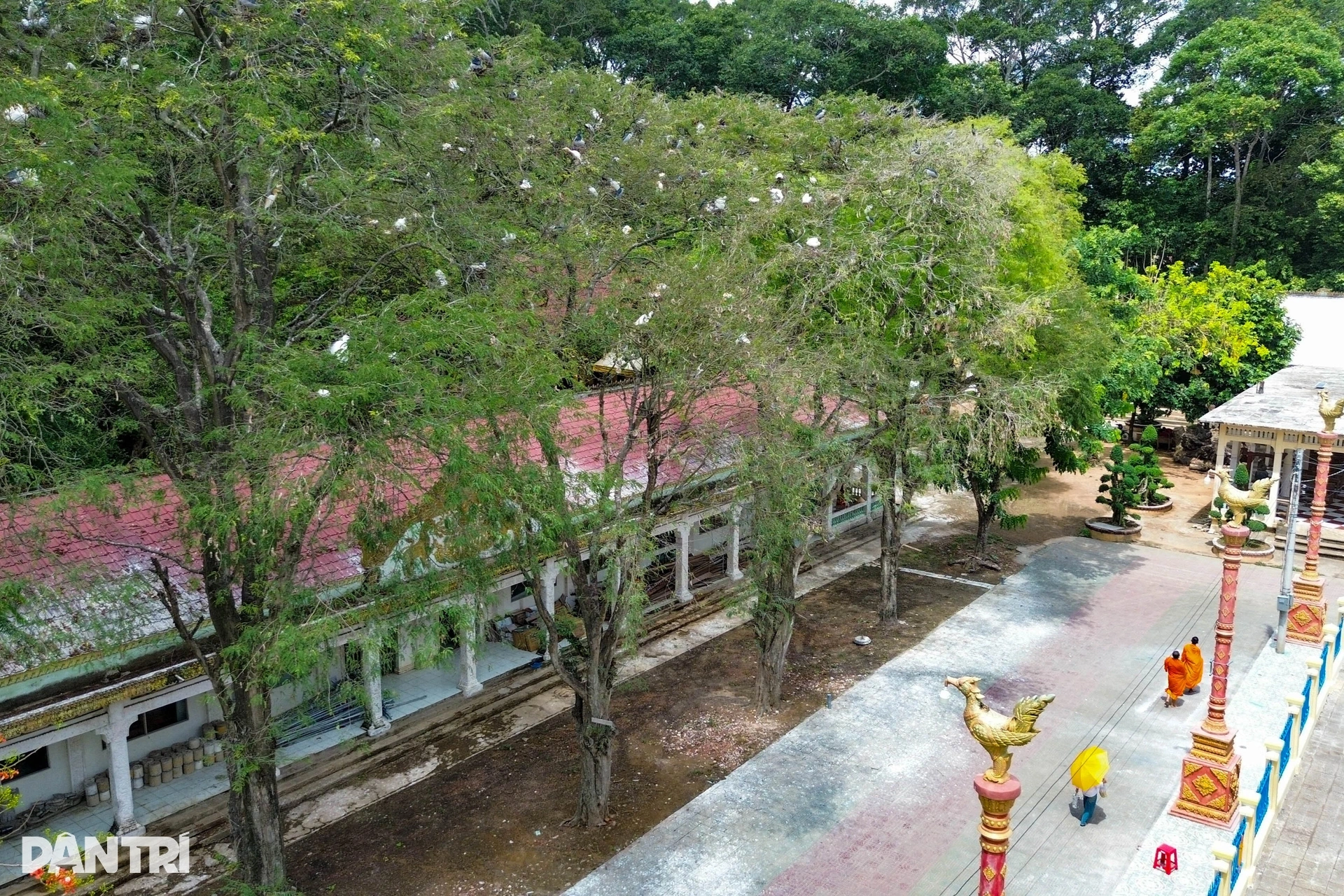 Chim cò đậu kín trong ngôi cổ tự 3 thế kỷ ở miền Tây - 3