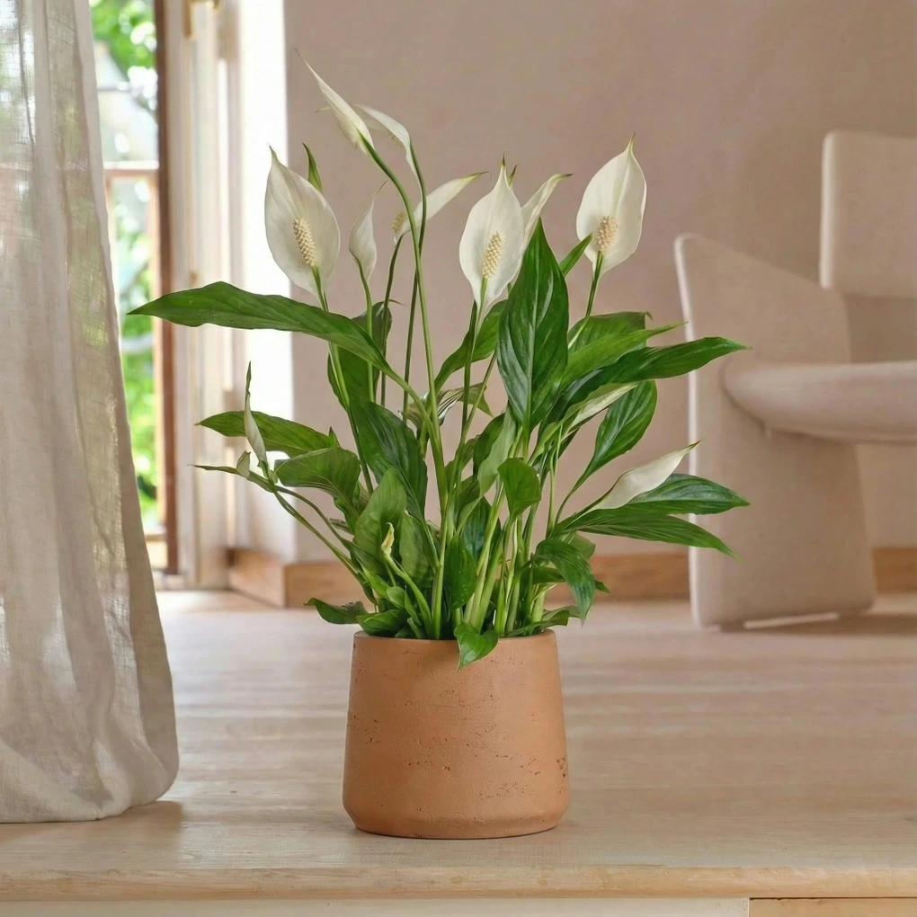 8 loại cây cảnh ra hoa quanh năm, cực dễ chăm, giúp nhà luôn rực rỡ - 2