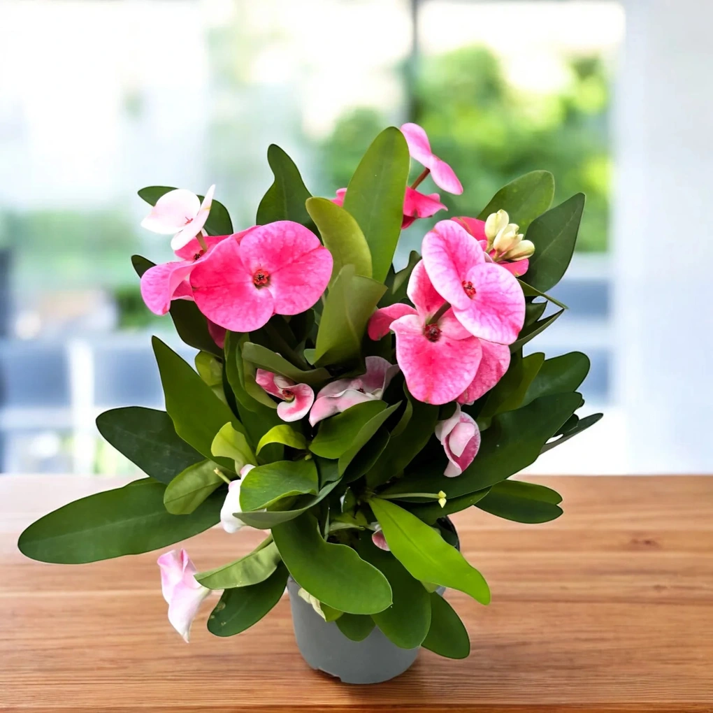 8 loại cây cảnh ra hoa quanh năm, cực dễ chăm, giúp nhà luôn rực rỡ - 8