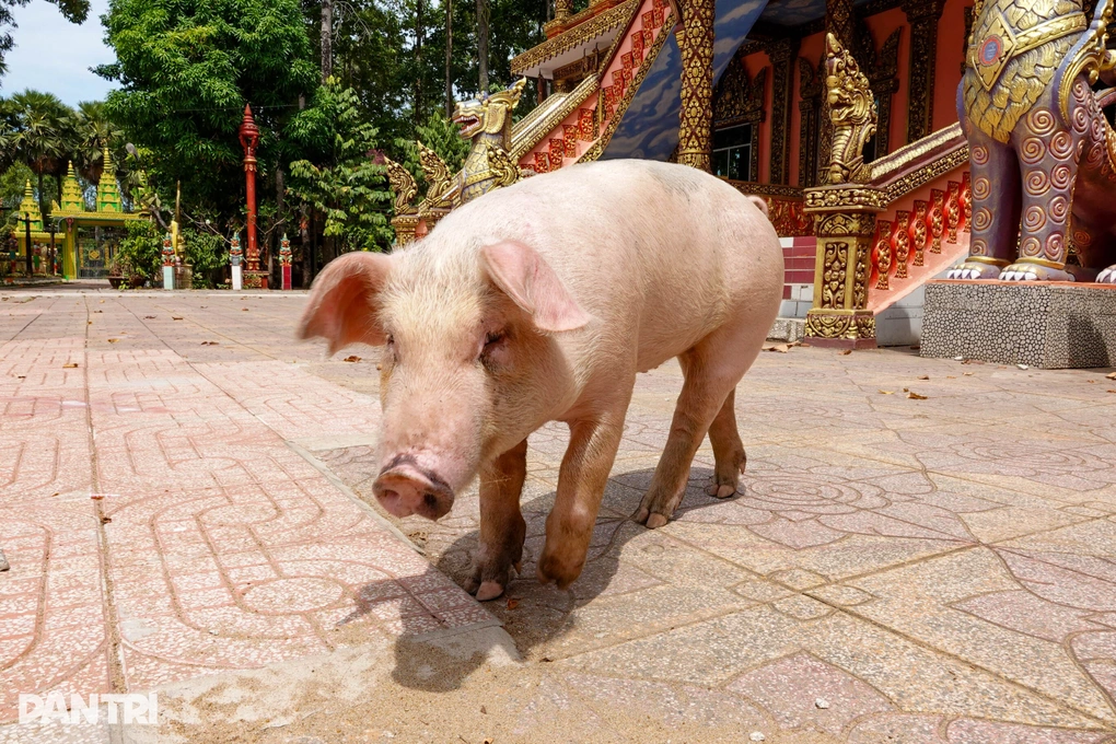 Chuyện về heo có 5 móng chân phải gửi vào chùa nuôi để tránh họa ở miền Tây - 3 Chuyện về heo có 5 móng chân phải gửi vào chùa nuôi để tránh họa ở miền Tây - 3