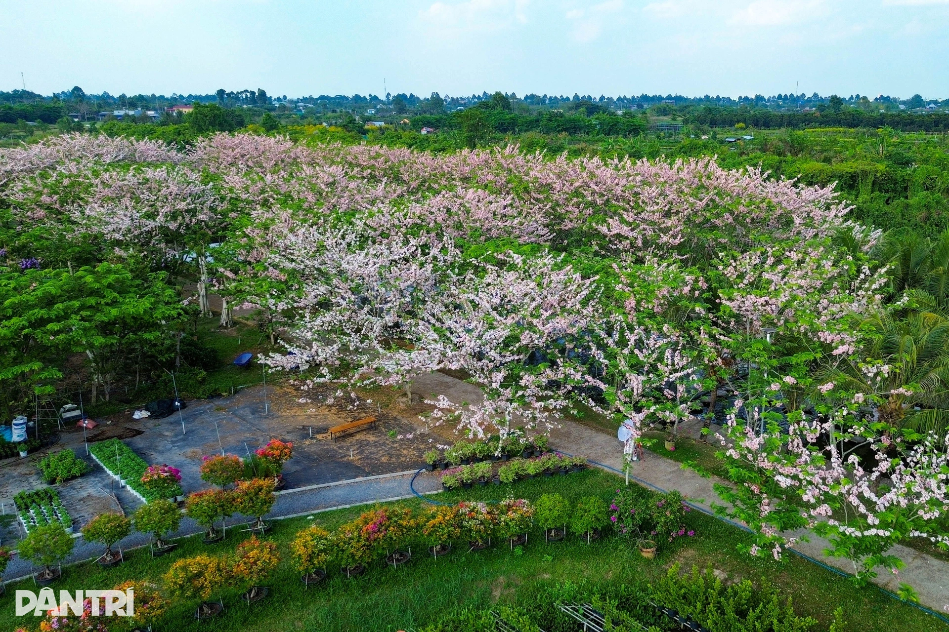 Lão nông ở miền Tây sở hữu giống hoa anh đào đột biến khiến du khách mê mẩn - 11 Lão nông ở miền Tây sở hữu giống hoa anh đào đột biến khiến du khách mê mẩn - 11
