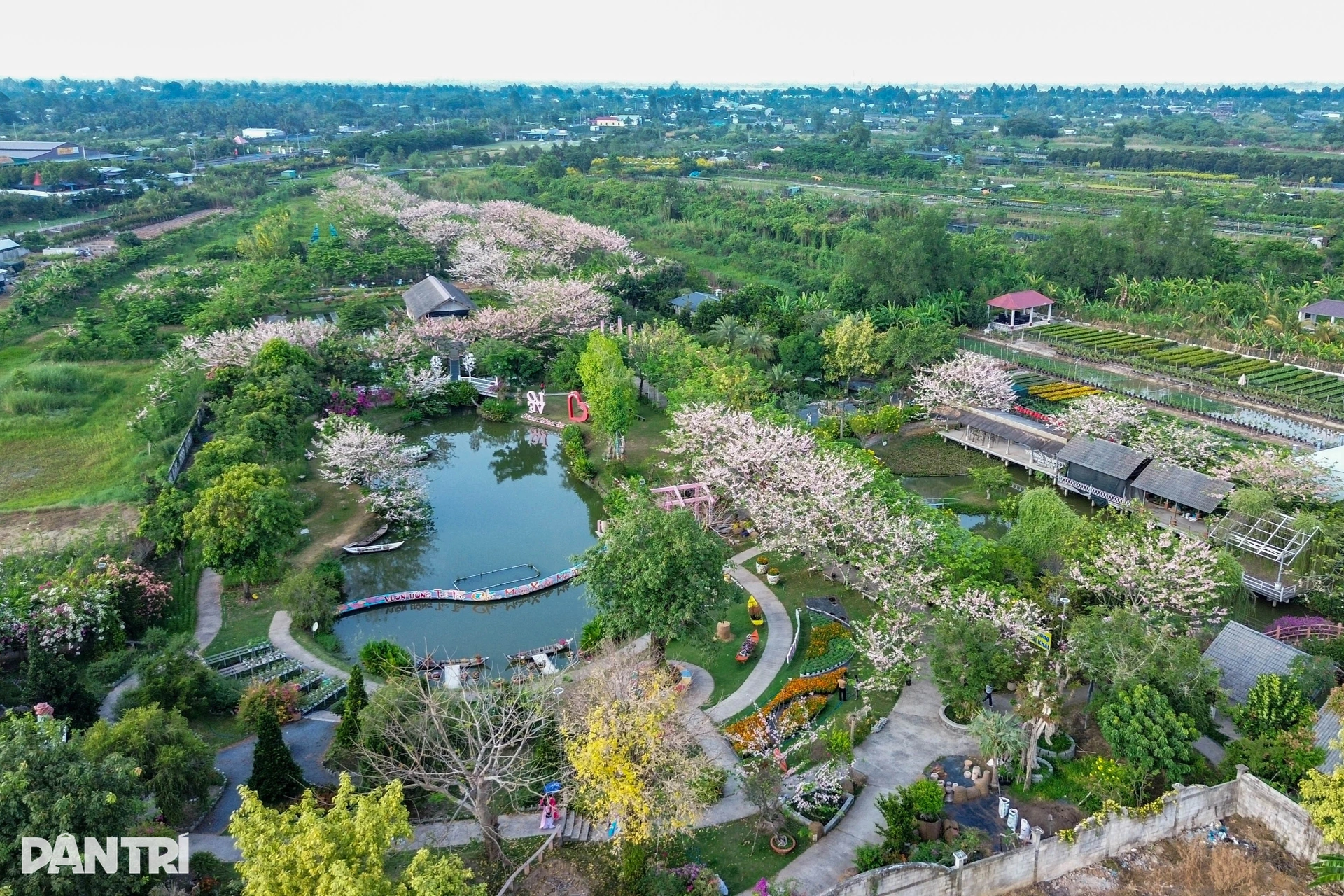 Lão nông ở miền Tây sở hữu giống hoa anh đào đột biến khiến du khách mê mẩn - 2 Lão nông ở miền Tây sở hữu giống hoa anh đào đột biến khiến du khách mê mẩn - 2