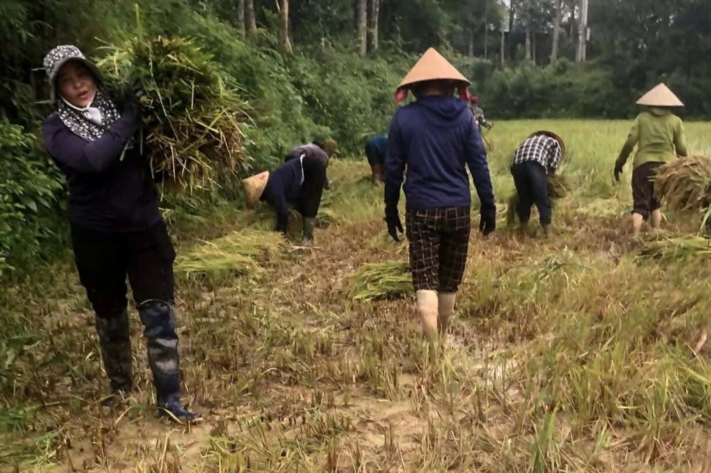 Một người đi viện, cả làng xuống đồng gặt lúa giúp - 2