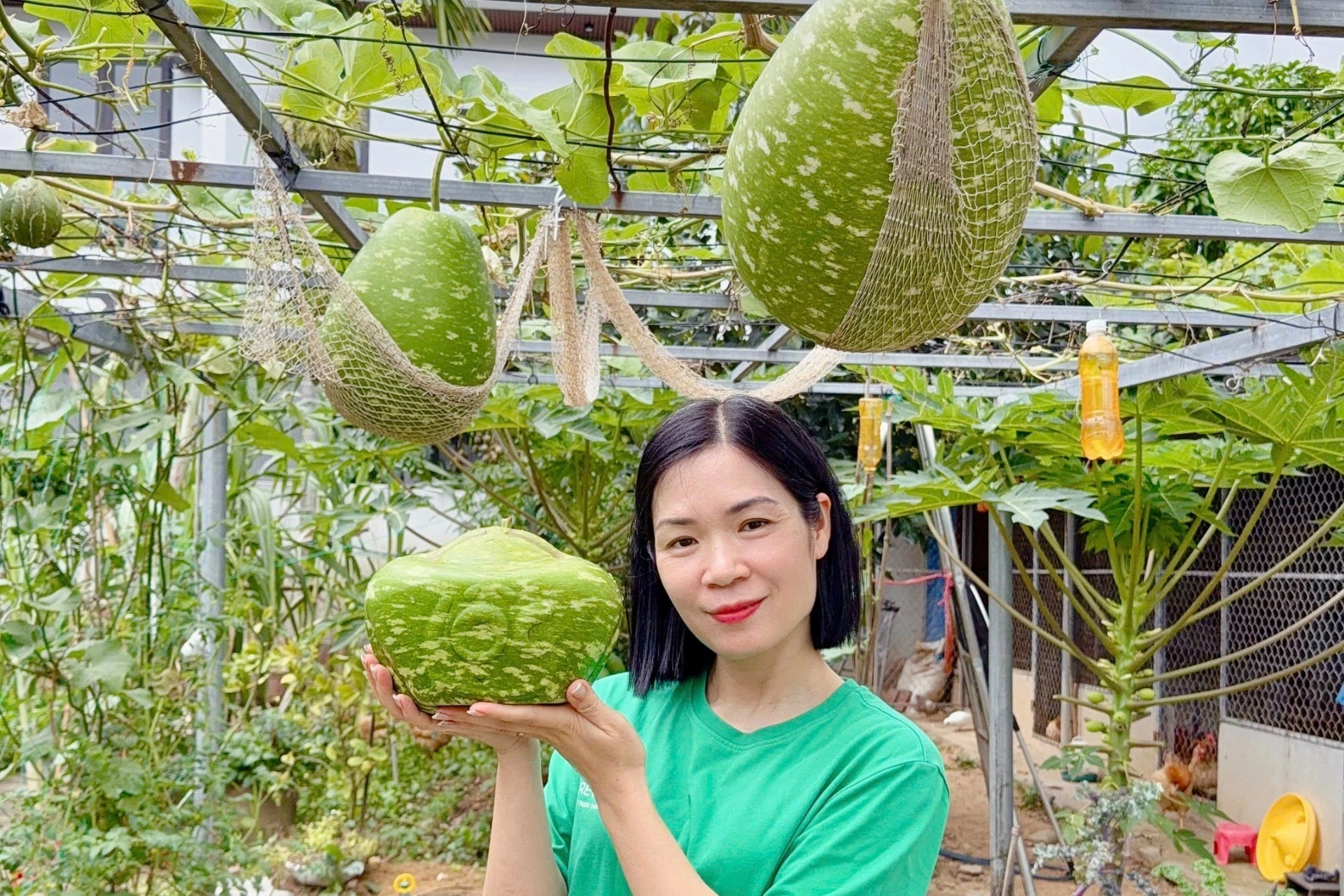 Khu vườn độc lạ của mẹ đảm Quảng Ninh: Bầu “khổng lồ”, mướp tài lộc lúc lỉu - 8 Khu vườn độc lạ của mẹ đảm Quảng Ninh: Bầu “khổng lồ”, mướp tài lộc lúc lỉu - 8