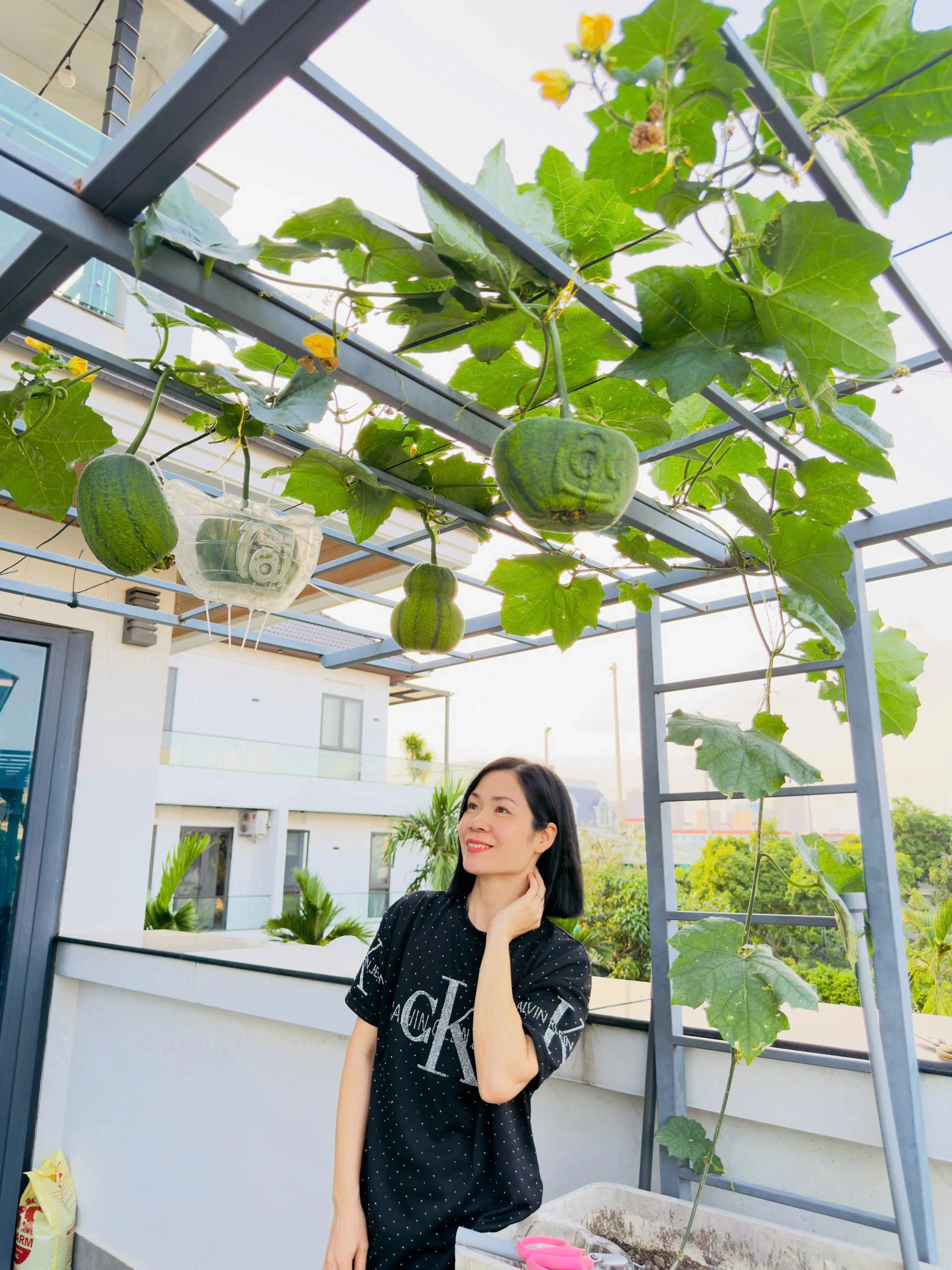 Khu vườn độc lạ của mẹ đảm Quảng Ninh: Bầu “khổng lồ”, mướp tài lộc lúc lỉu - 12 Khu vườn độc lạ của mẹ đảm Quảng Ninh: Bầu “khổng lồ”, mướp tài lộc lúc lỉu - 12